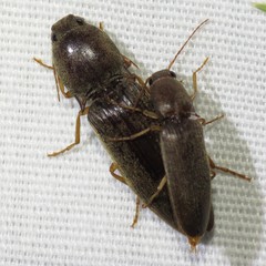 Conoderus parallelus