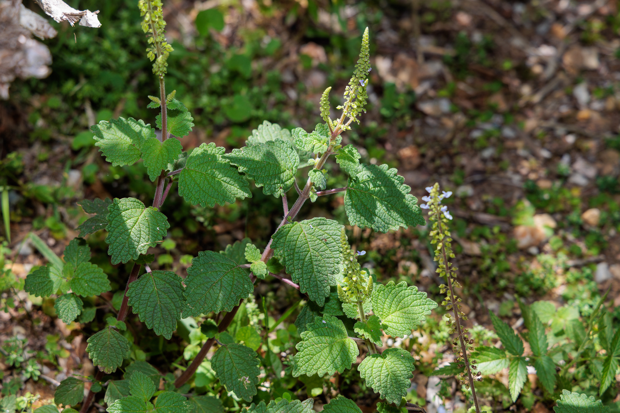 Imagem de coleus