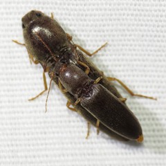 Conoderus parallelus