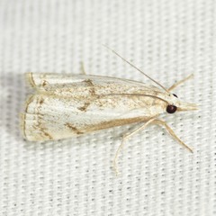 Microcrambus polingi