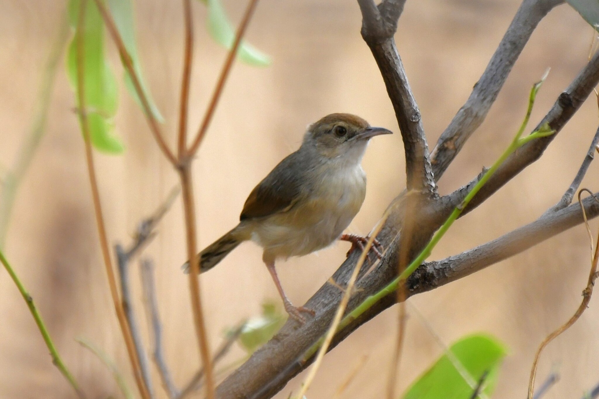 Singing Cisticola (Cisticola cantans), photo 1