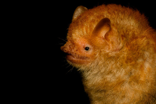 Hairy-winged Bat (Harpiocephalus harpia) — Least Concern Mammalia