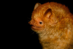 Lesser Hairy-Winged Bat photo 1
