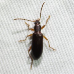 Statira