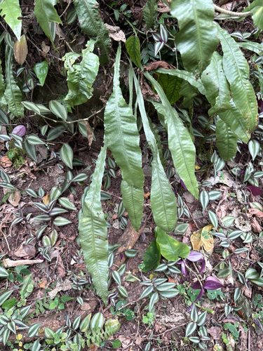 Chestnut-leaf colysis fern (Leptochilus wrightii)