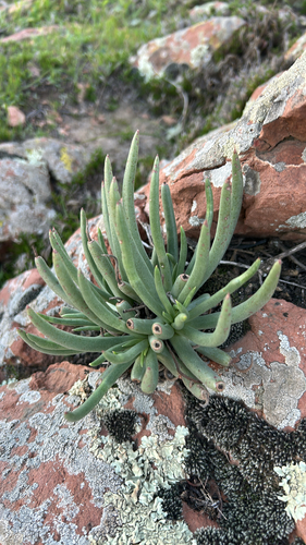 Foto de Dudleya edulis