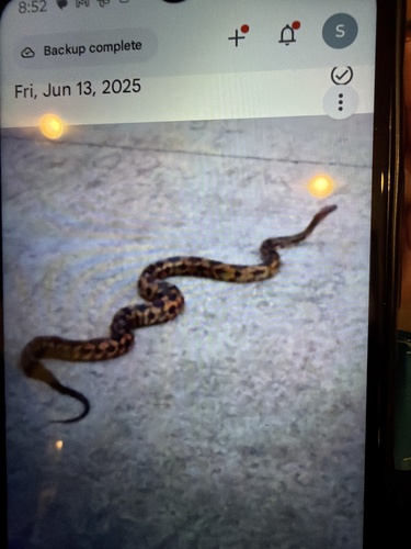 Western Ratsnake observed by christinefk