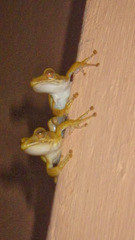 Polypedates cruciger