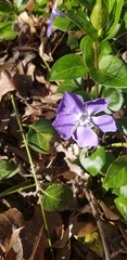 Vinca major