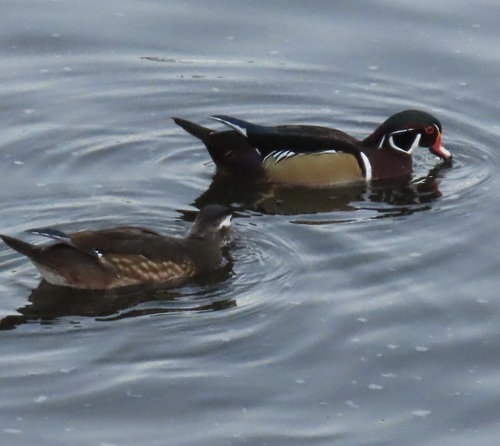 Wood Duck observed by barbarab
