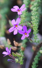 Jamesbrittenia tenuifolia