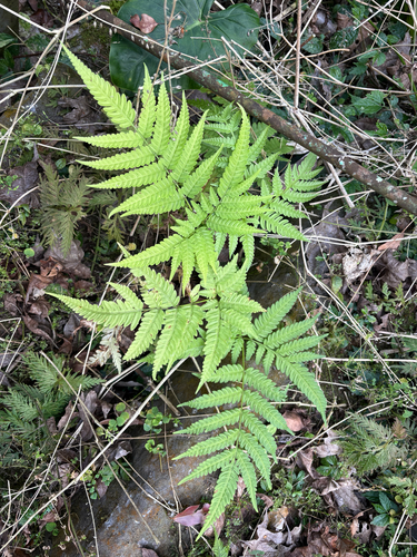 Wallich's Brake (Pteris wallichiana)