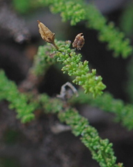 Jamesbrittenia tenuifolia