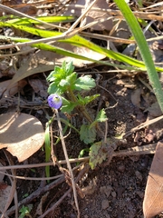 Veronica persica