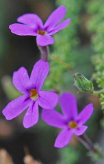 Jamesbrittenia tenuifolia