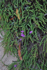 Jamesbrittenia tenuifolia