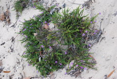 Jamesbrittenia tenuifolia