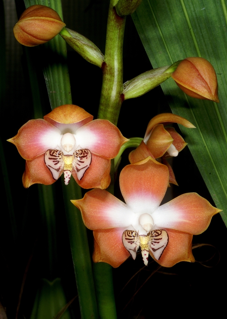 Neomoorea wallisii