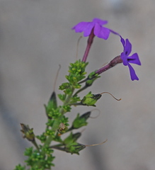 Jamesbrittenia tenuifolia