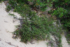 Jamesbrittenia tenuifolia