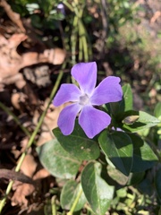 Vinca major