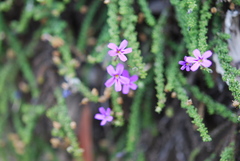 Jamesbrittenia tenuifolia