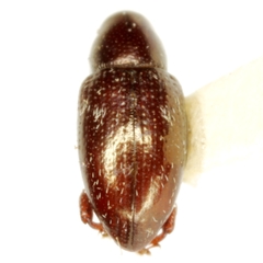 Tyloderma subpubescens