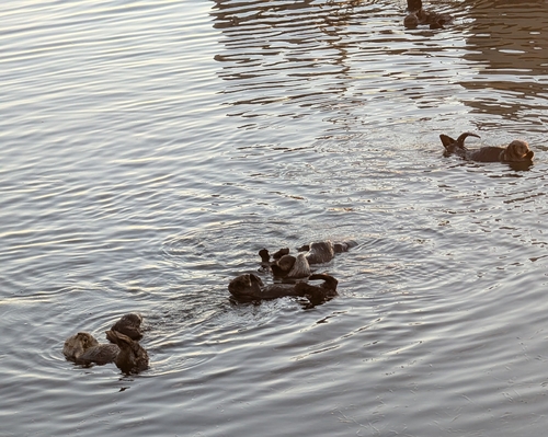 Sea Otter observed by goflowers
