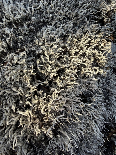 Stereocaulon observed 2026-01-14