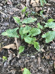 Arum italicum
