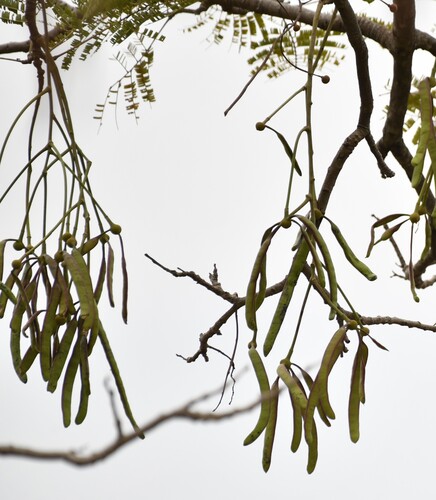 Parkia biglobosa, photograph 4