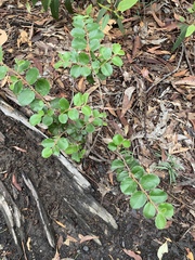 Petalostigma pubescens