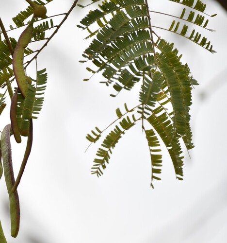 Parkia biglobosa, photograph 2