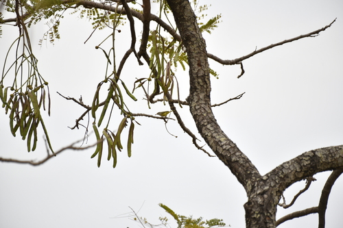 Parkia biglobosa, photograph 6