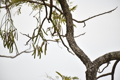 Parkia biglobosa, photograph (c) Zac Peterson, some rights reserved (CC BY)