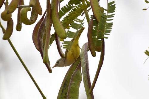 Senegal Eremomela (Eremomela pusilla), photo 4