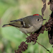Ruby-crowned Kinglet - Photo (c) Jonathan Eisen, some rights reserved (CC BY), uploaded by Jonathan Eisen