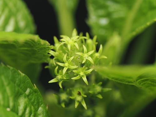 Koru (Lobelia physaloides)