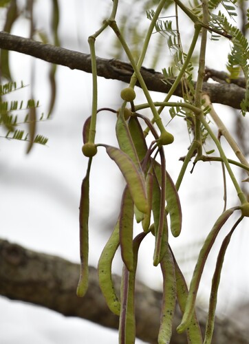Parkia biglobosa, photograph 1