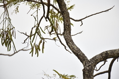 (c) Zac Peterson, some rights reserved (CC BY) Parkia biglobosa, photograph (c) Zac Peterson, some rights reserved (CC BY)