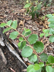 Petalostigma pubescens