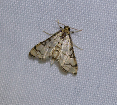 Hileithia aplicalis