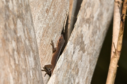 Green Anole observed by tomkennedy