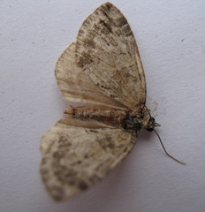 Hydriomena renunciata