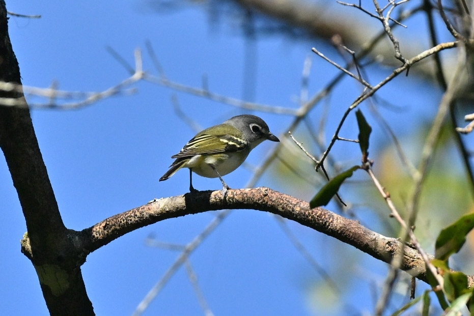 Blue-headed Vireo (Vireo solitarius), photo 5