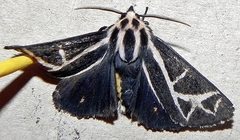 Apantesis figurata