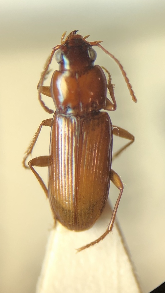 Pogonistes testaceus