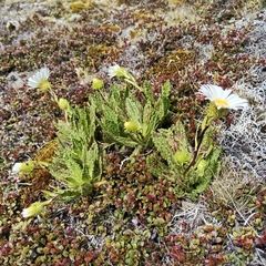 Celmisia prorepens, photograph (c) John Barkla, some rights reserved (CC BY)