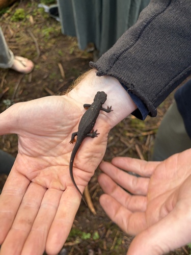 Rough-skinned Newt observed by myco_ash