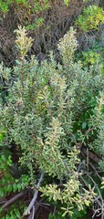 Olearia cymbifolia